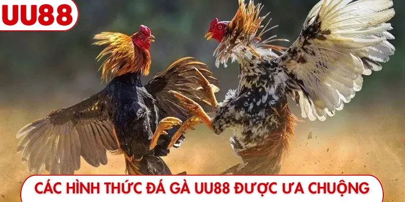 Đá Gà UU88 - Đỉnh Cao Giải Trí Và Hướng Dẫn Đặt Cược - luckyfrontier
