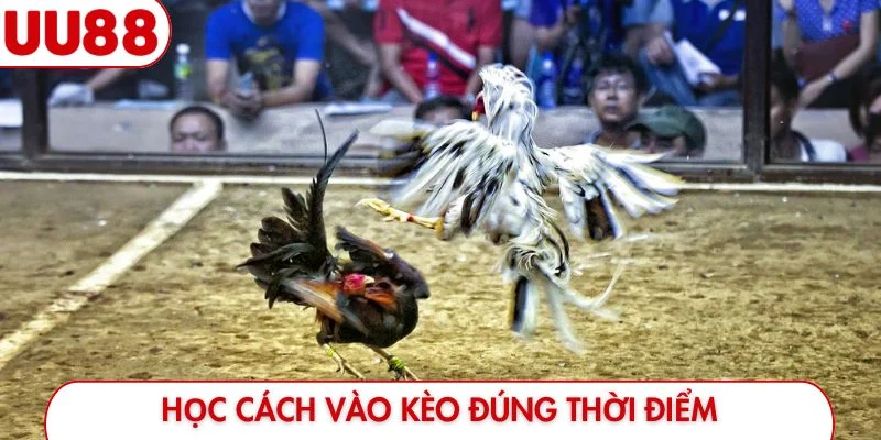 Đá Gà UU88 - Đỉnh Cao Giải Trí Và Hướng Dẫn Đặt Cược - luckyfrontier