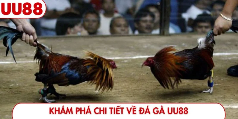 Đá Gà UU88 - Đỉnh Cao Giải Trí Và Hướng Dẫn Đặt Cược - luckyfrontier