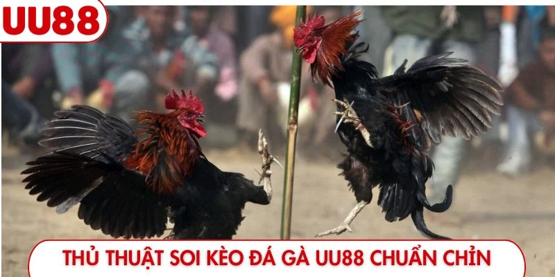 Đá Gà UU88 - Đỉnh Cao Giải Trí Và Hướng Dẫn Đặt Cược - luckyfrontier